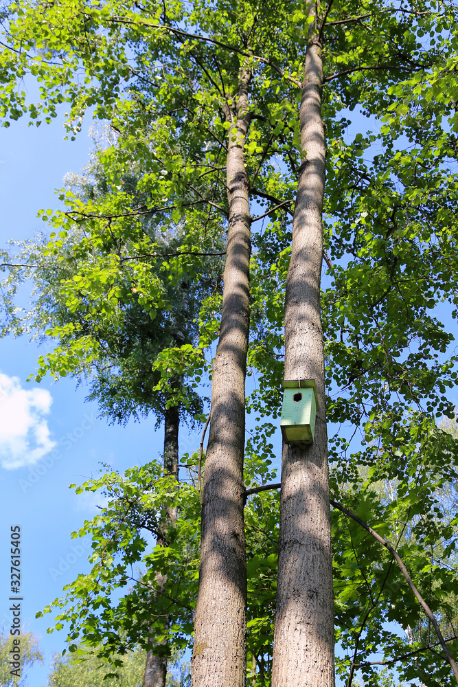 Fototapeta premium Tall trees with birdhouse on trunk at summertime