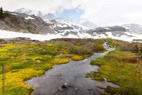 mountain flowers life