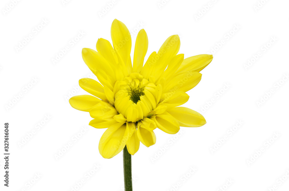 Yellow chrysanthemum flower