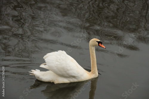 Cygne photo