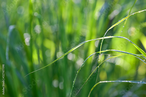 Lemongrass grown in the vegetable garden, herbs have medicinal properties.