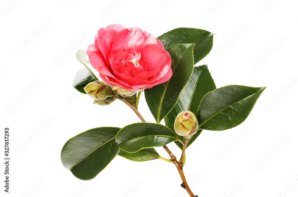 Camellia flower and foliage