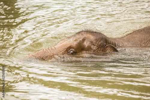 baby elephant is palying in mud red pond