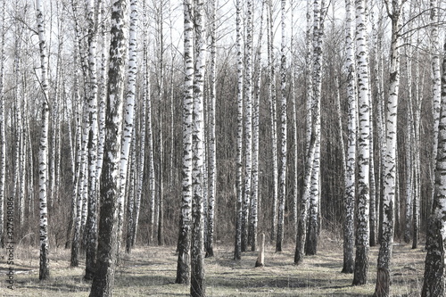 Young birches with black and white birch bark in spring in birch grove against background of other birches