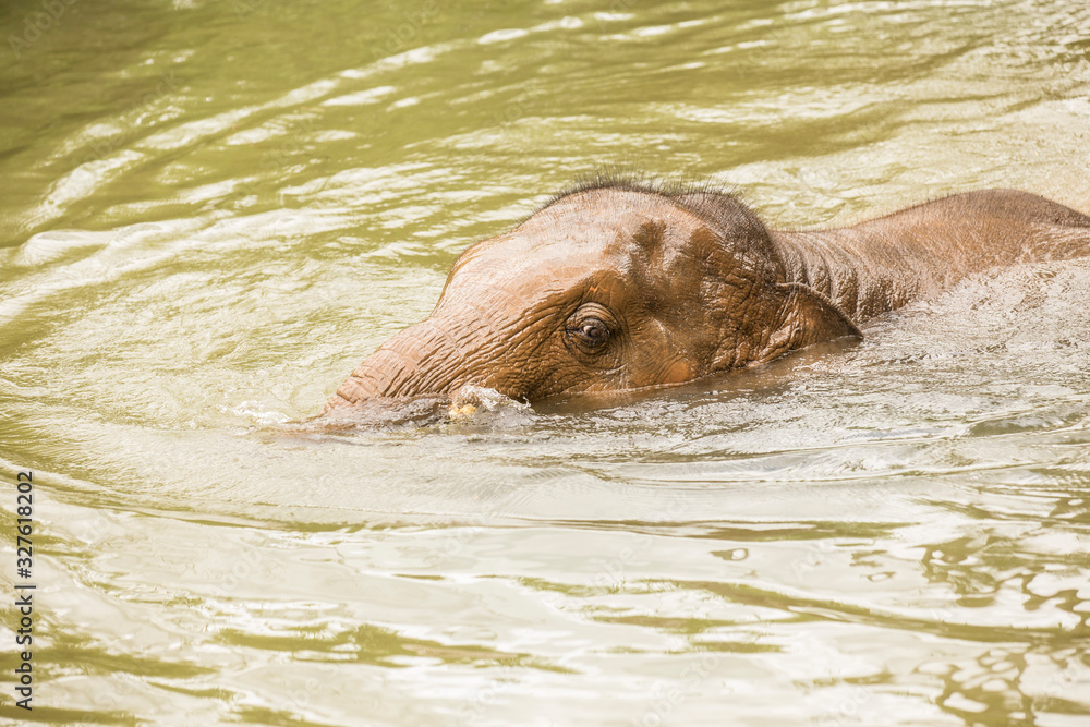 Fototapeta premium baby elephant is palying in mud red pond