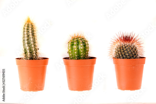 Kakteen - 3 kleine Kakteen in reihe - isoliert