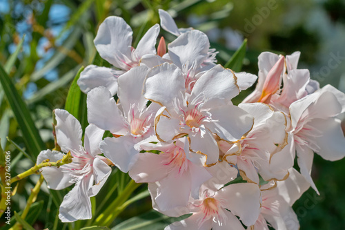 Oleander. White beautiful and delicate flowers