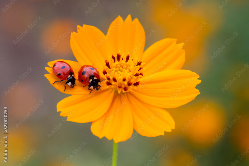 Ladybird on daisy flowers at dawn spring Ladybird on daisy flowers at dawn spring