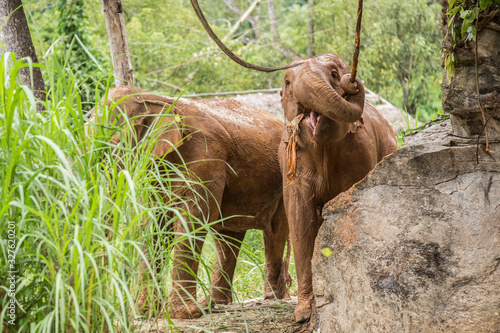 Photography elephants is pulling vine in a jungle