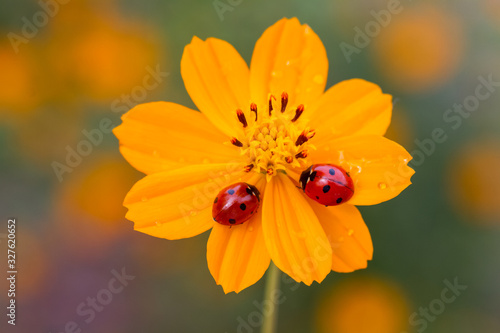 Ladybird on daisy flowers at dawn spring