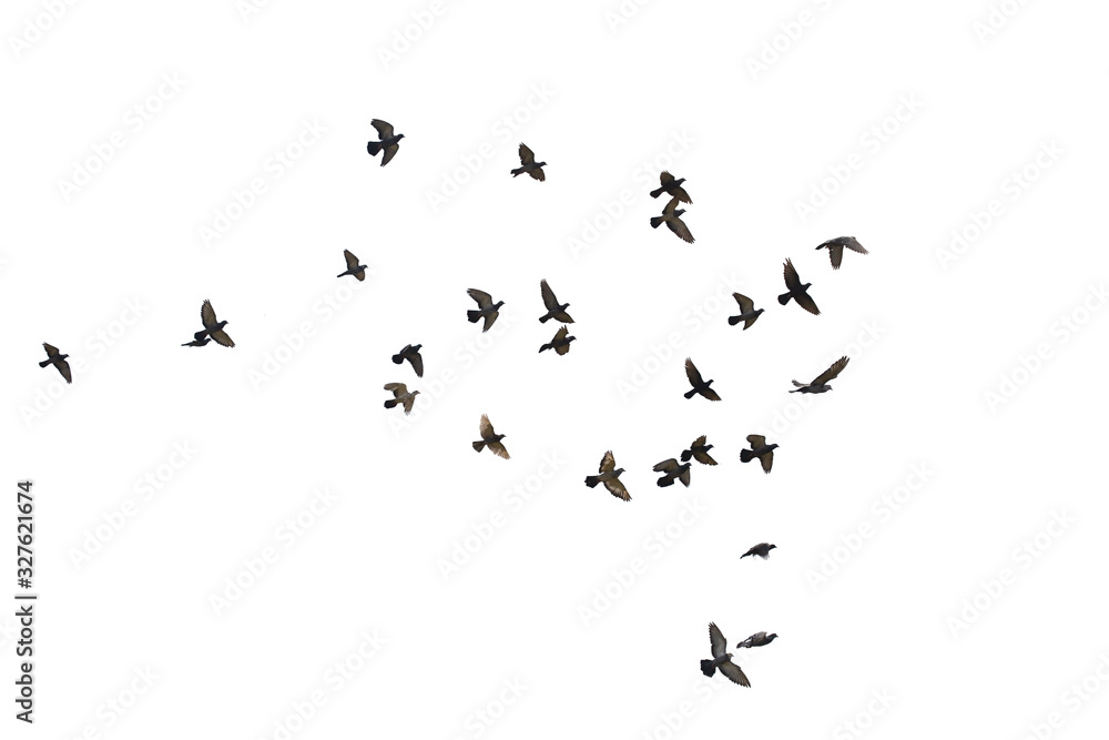 Flocks of flying pigeons isolated on white background. Save with clipping path.
