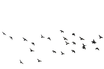 Flocks of flying pigeons isolated on white background. Save with clipping path.