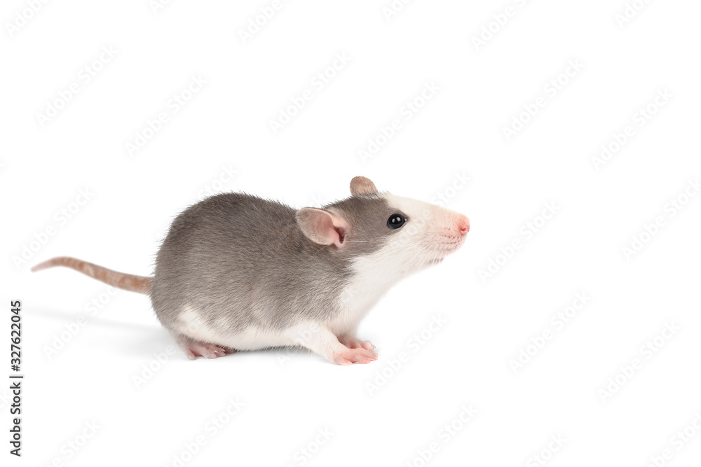 Funny young rat full length isolated on white. Rodent pets. Funny young rat full length isolated on white. Rodent pets.