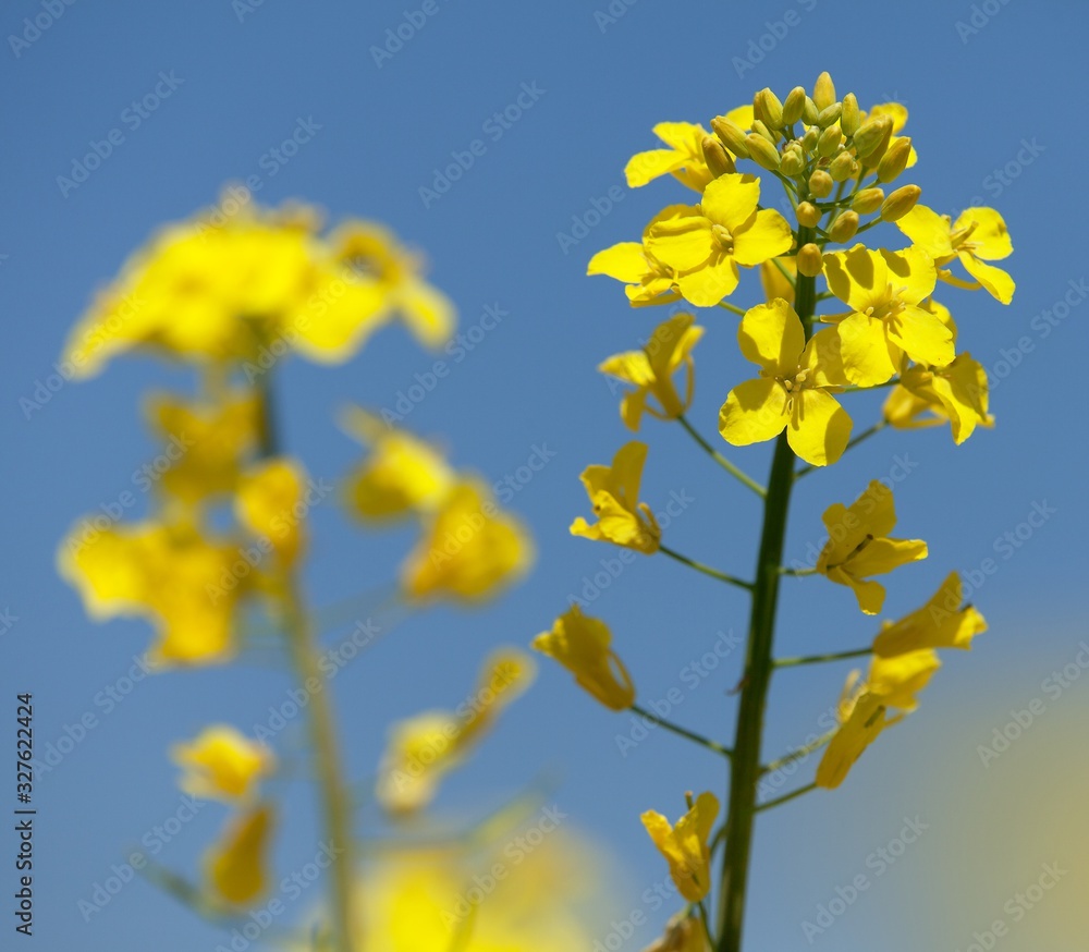 detail of flowering rapeseed canola or colza field detail of flowering rapeseed canola or colza field