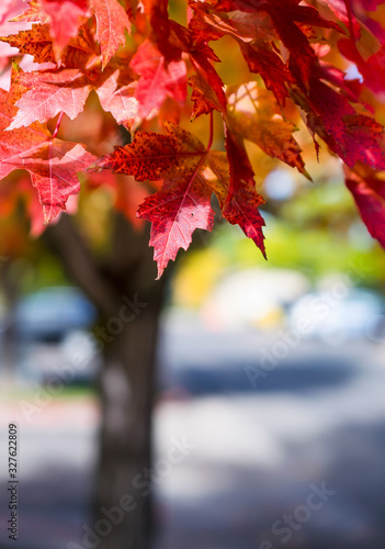 Close-up of red maples leaves with a diffused background of a parking lot in Fort Collins  Colorado