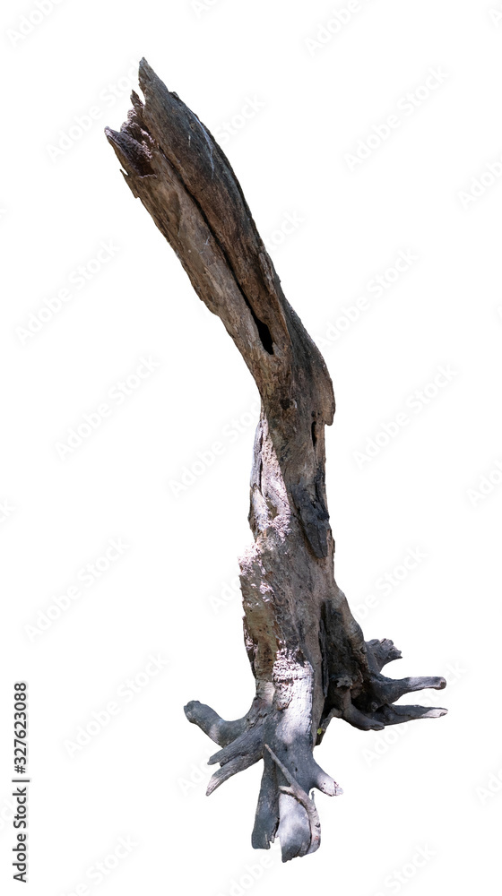 Dead tree isolated on white background with clipping path.