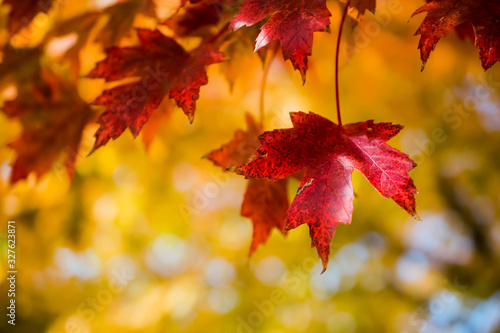 Bright red maple leaves against a bright yellow background in Fort Collins  Colorado