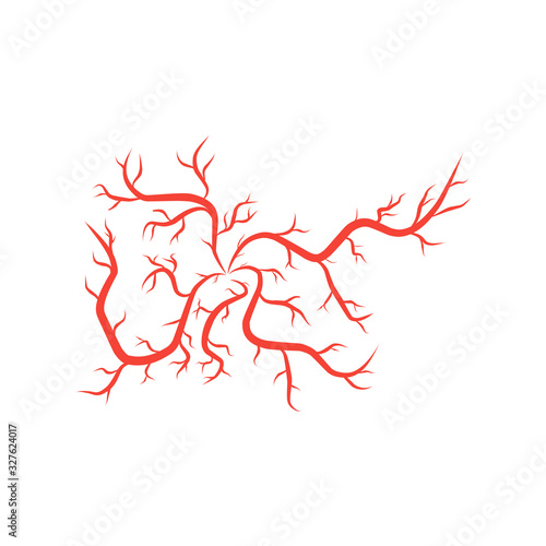 humans arteries and veins