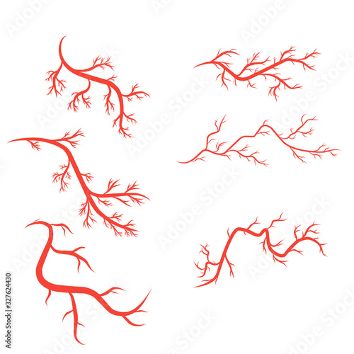 humans arteries and veins