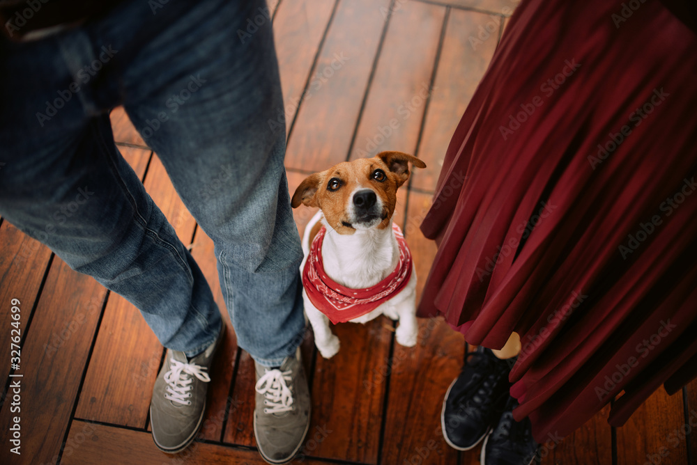 jack russell terrier dog posing close to owner legs, top view