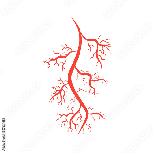 humans arteries and veins