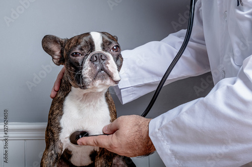 Veterinary doctor examing heart of dog boston terrier with stethoscope