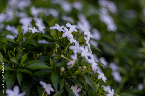 Close-up of white flowers in the garden