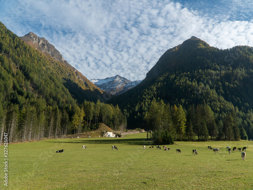 A herd of cows grazing in a meadow in the autumn high in the mountains with forests and snow