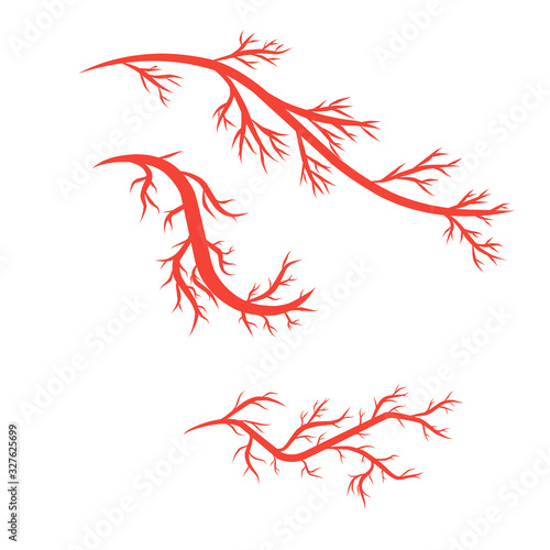 humans arteries and veins