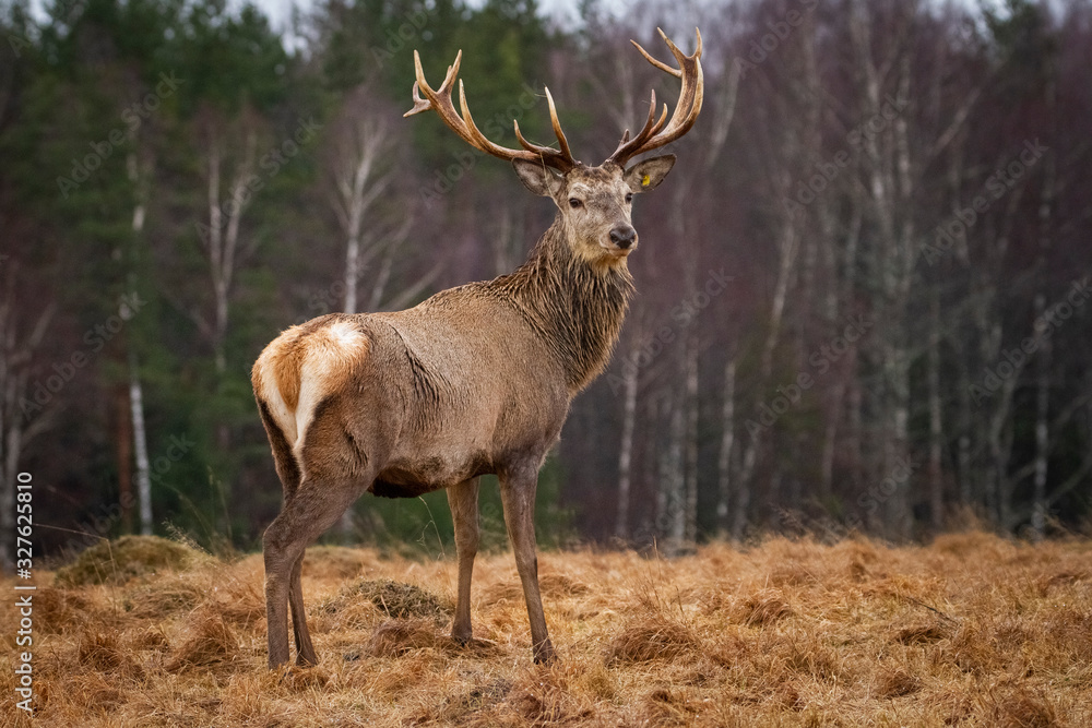Fototapeta premium Deer ( Cervus Elaphus ) In The Natural Habitat,
