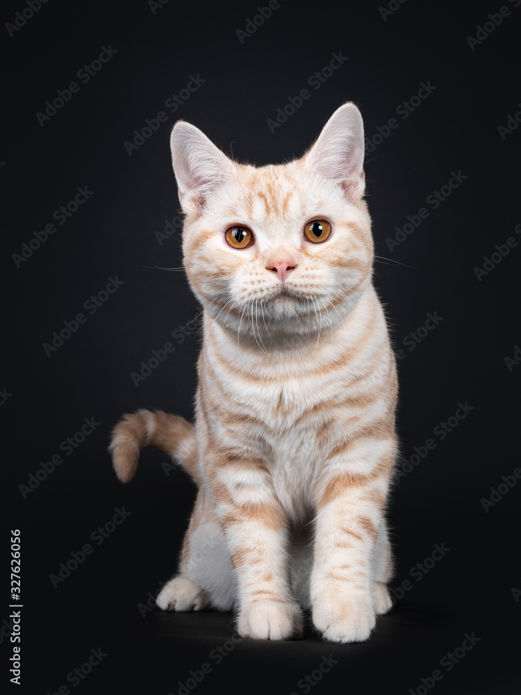 Cute creme tabby American Shorthair cat kitten, sitting walking towards viewer. Looking at camera with orange eyes. Isolated on black background.