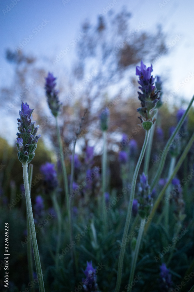 Obraz premium Lavander field vertical view