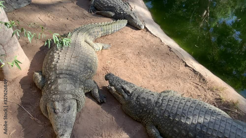 Alligators having a deep sleep Alligators having a deep sleep