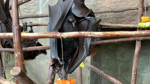 Bats feeding upside down on fruits photo