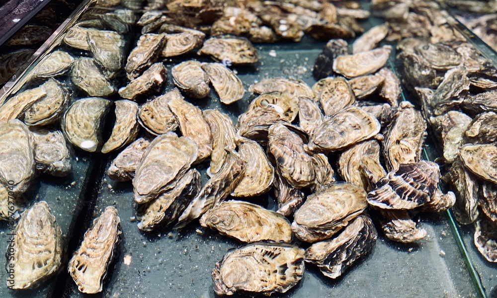 a closeup of oysters a closeup of oysters