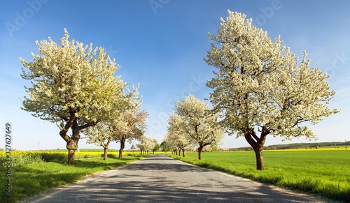 Fototapeta Naklejka Na Ścianę i Meble -  alley of flowering cherry trees white colored