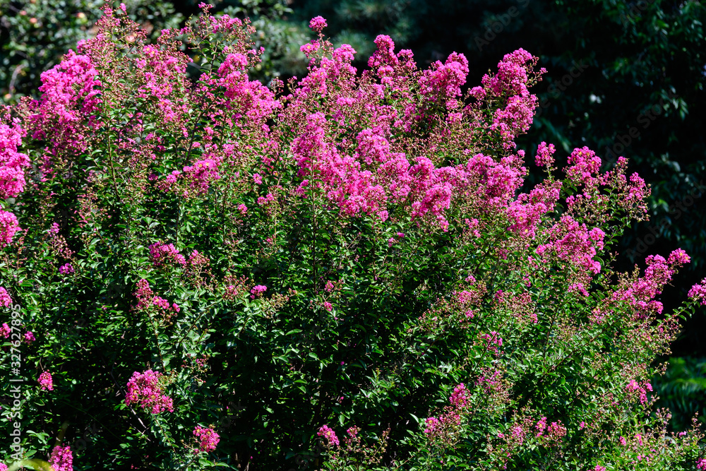 Close up of small vivid pink flowers of Lagerstroemia plant, commonly known as crape myrtle on three branches in a sunny summer day in Scotland, beautiful outdoor floral background