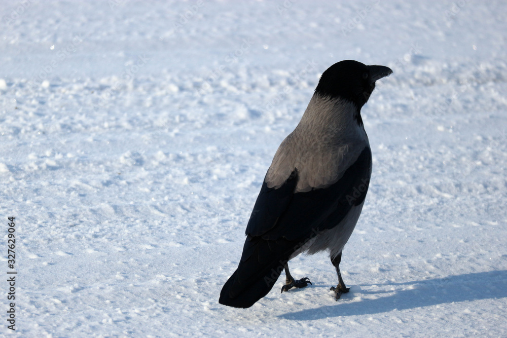 Big grey crow sitting on a snow road close up Big grey crow sitting on a snow road close up