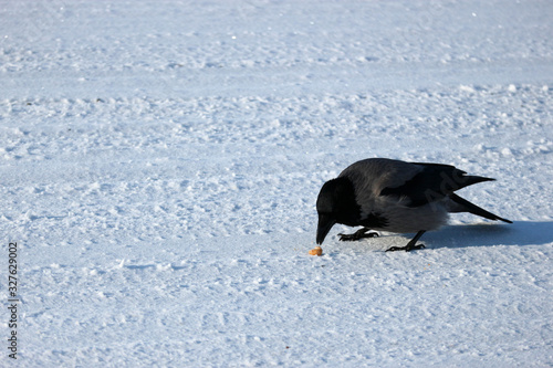 Wall Mural crow pecks piece of bun in the snow