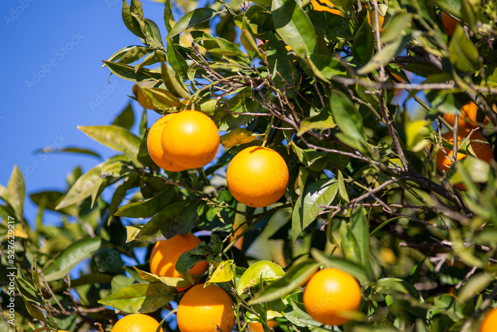 Delicious oranges hangs on an orange tree