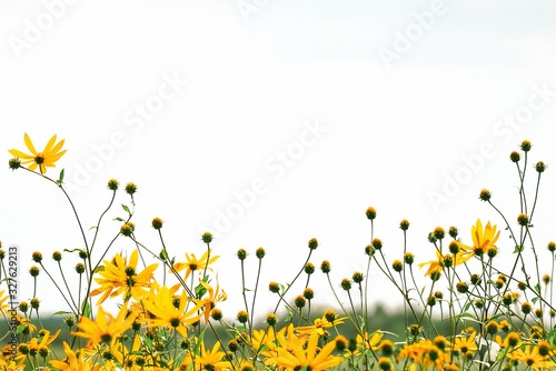 Fototapeta Naklejka Na Ścianę i Meble -  Yellow flowers with buds on a light background