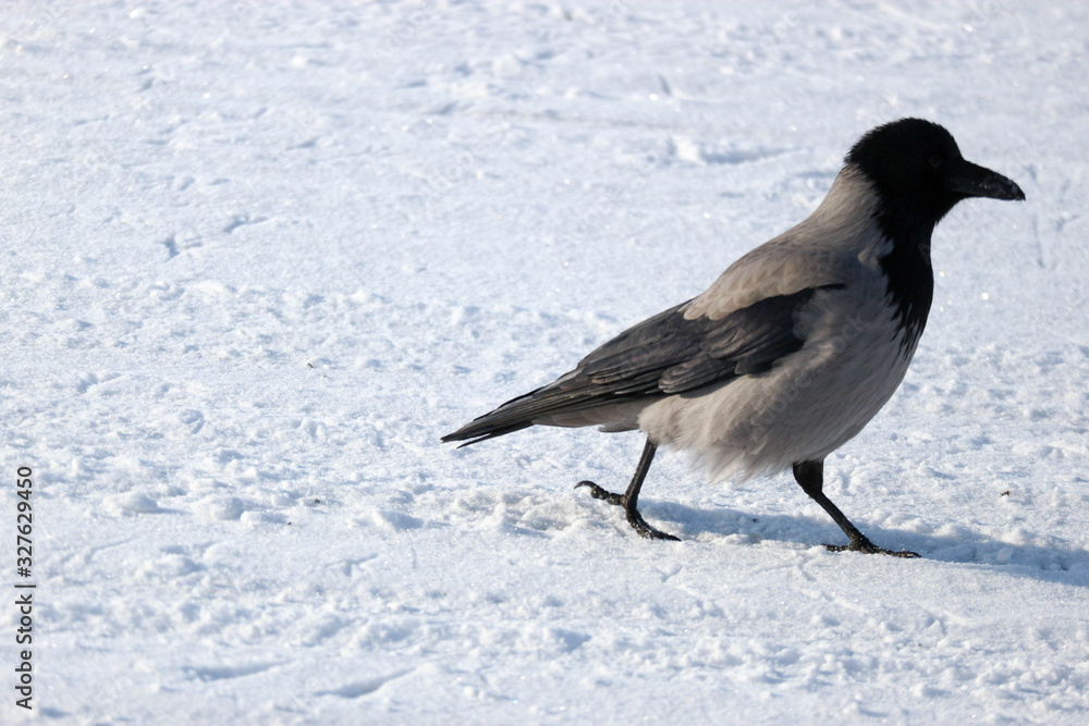 Grey crow walks in the snow Grey crow walks in the snow