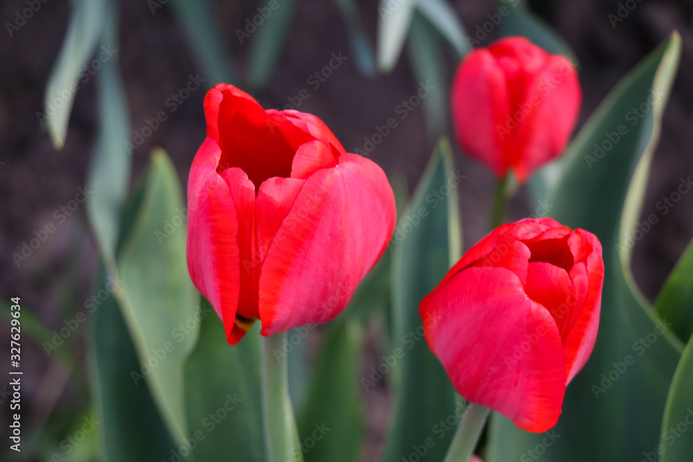 Fototapeta premium Three red tulips in the garden