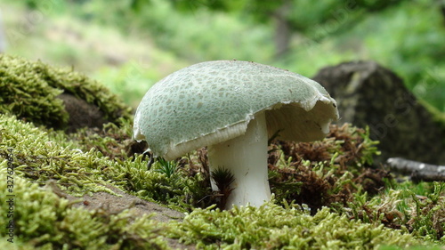 Mushroom in the forest, Old mountain, Serbia