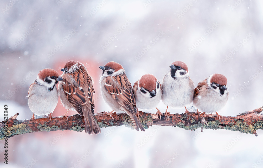 Naklejka many funny little birds sparrows are sitting on a tree branch in winter garden under falling snowflakes and cheerfully tweet