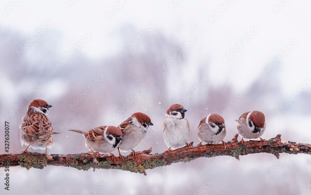Naklejka many funny little birds sparrows are sitting nearby on a tree branch in the winter garden under falling snowflakes and cheerfully tweet