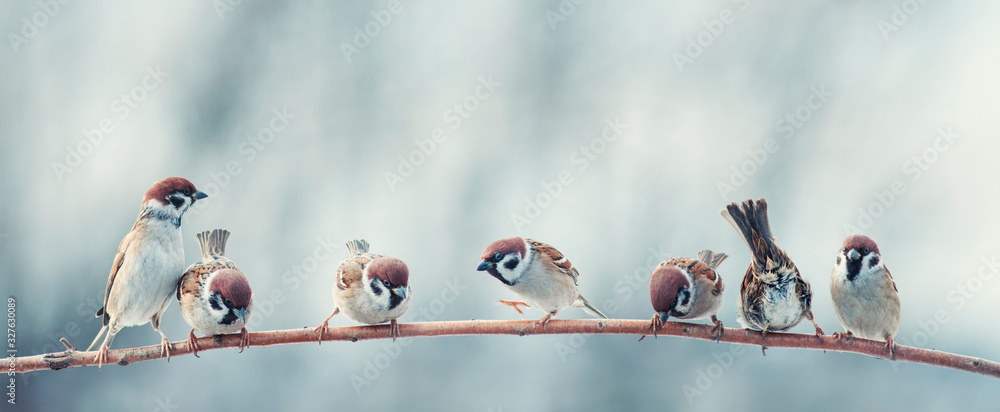 Naklejka many funny little birds sparrows are sitting nearby on a tree branch in the garden and cheerfully tweeting
