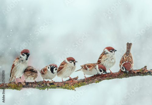 many small funny birds sparrows are sitting on a tree branch in winter garden under falling snowflakes