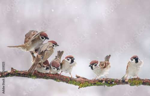 flock of small funny birds sparrows sitting on a tree branch in the winter ga...