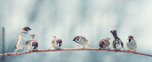 many funny little birds sparrows are sitting nearby on a tree branch in the garden and cheerfully tweeting © nataba
